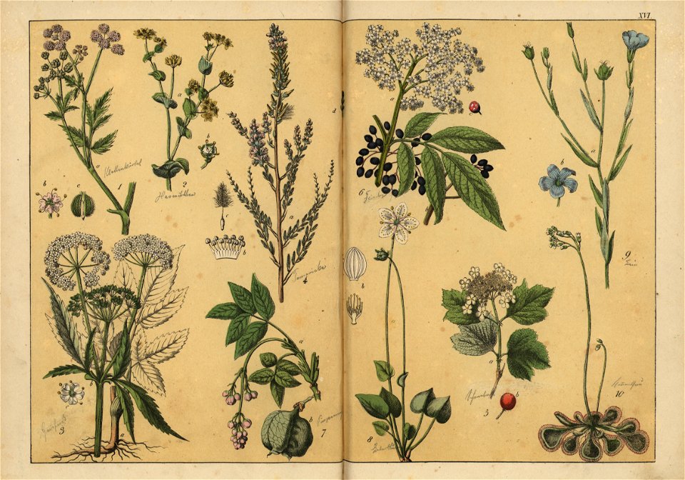 Naturgeschichte des Pflanzenreichs, Eßlingen 1870 - Tafel 016