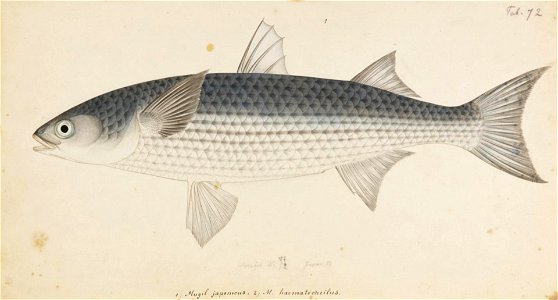 Naturalis Biodiversity Center - RMNH.ART.716 - Mugil cephalus Linnaues - Kawahara Keiga - 1823 - 1829 - Siebold Collection - pencil drawing - water colour