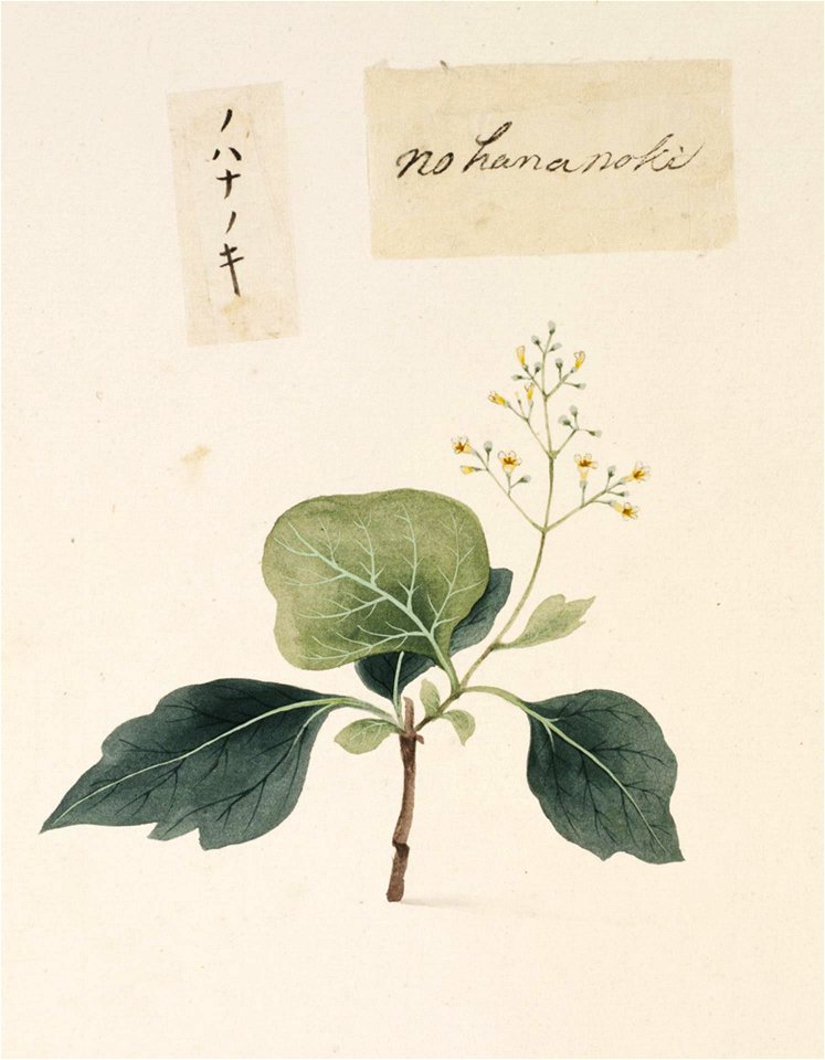 Naturalis Biodiversity Center - RMNH.ART.805 - Viburnum japonicum (Thunb.) Sprengel - Kawahara Keiga - 1823 - 1829 - Siebold Collection - pencil drawing - water colour