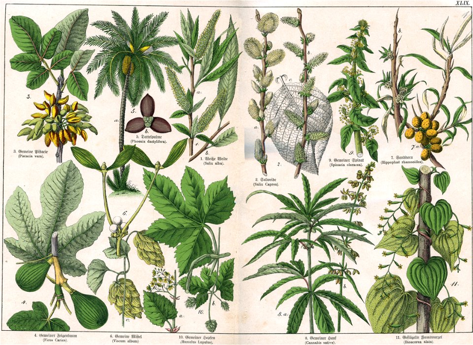 Naturgeschichte des Pflanzenreichs Tafel XLIX
