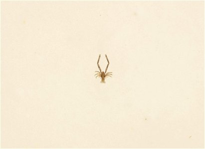 Naturalis Biodiversity Center - RMNH.ART.72 - Galathea orientalis - Kawahara Keiga - 1823 - 1829 - Siebold Collection - pencil drawing - water colour