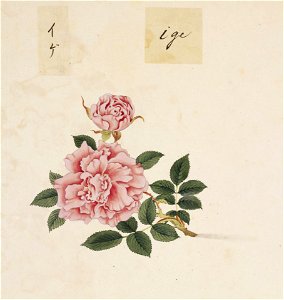 Naturalis Biodiversity Center - RMNH.ART.834 - Rosa - Kawahara Keiga - 1823 - 1829 - Siebold Collection - pencil drawing - water colour
