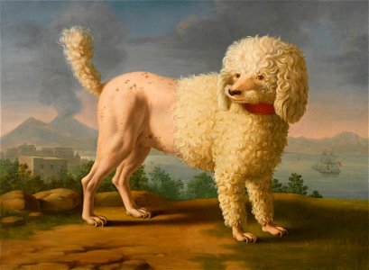 Neapolitan School Portrait of Codina, Believed To Be Lady Hamilton's Poodle. Free illustration for personal and commercial use.