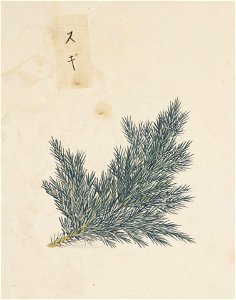 Naturalis Biodiversity Center - RMNH.ART.847 - Cryptomeria japonica - Kawahara Keiga - 1823 - 1829 - Siebold Collection - pencil drawing - water colour. Free illustration for personal and commercial use.