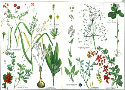 Naturgeschichte des Pflanzenreichs Tafel XIX