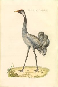 Nederlandsche vogelen (KB) - Grus grus (464b)