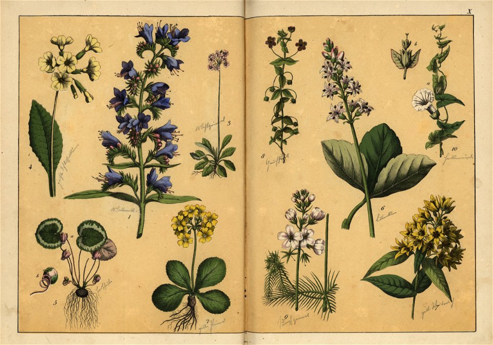 Naturgeschichte des Pflanzenreichs, Eßlingen 1870 - Tafel 010