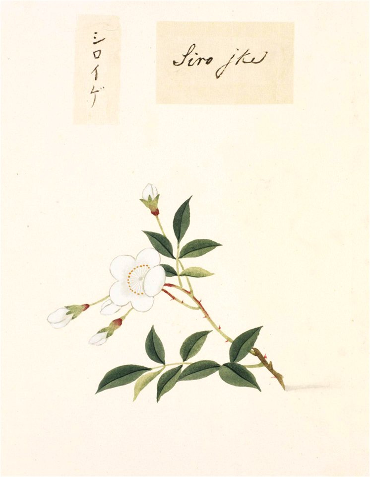 Naturalis Biodiversity Center - RMNH.ART.823 - Rosa multiflora - Kawahara Keiga - 1823 - 1829 - Siebold Collection - pencil drawing - water colour