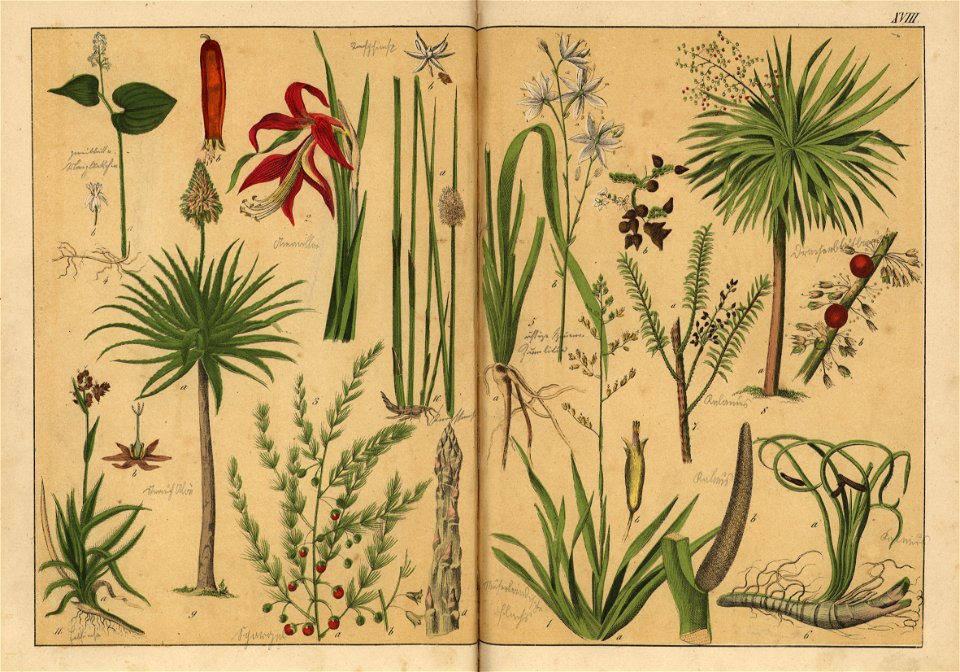 Naturgeschichte des Pflanzenreichs, Eßlingen 1870 - Tafel 018