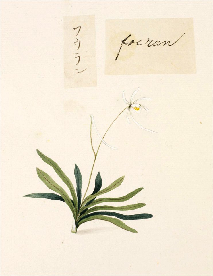 Naturalis Biodiversity Center - RMNH.ART.757 - Vanda falcata - Kawahara Keiga - 1823 - 1829 - Siebold Collection - pencil drawing - water colour