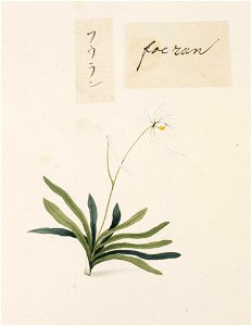 Naturalis Biodiversity Center - RMNH.ART.757 - Vanda falcata - Kawahara Keiga - 1823 - 1829 - Siebold Collection - pencil drawing - water colour