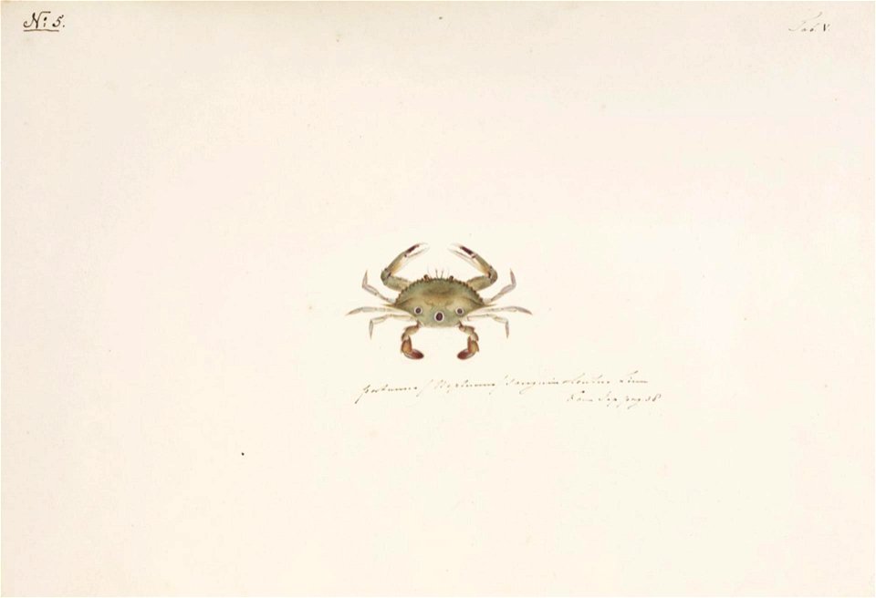 Naturalis Biodiversity Center - RMNH.ART.869 - Portunus sanguinolentus (Herbst) - Kawahara Keiga - 1823 - 1829 - Siebold Collection - pencil drawing - water colour