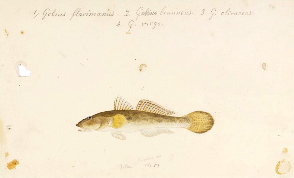 Naturalis Biodiversity Center - RMNH.ART.748 - Acanthogobius flavimanus (Temminck and Schlegel) - Kawahara Keiga - 1823 - 1829 - Siebold Collection - pencil drawing - water colour
