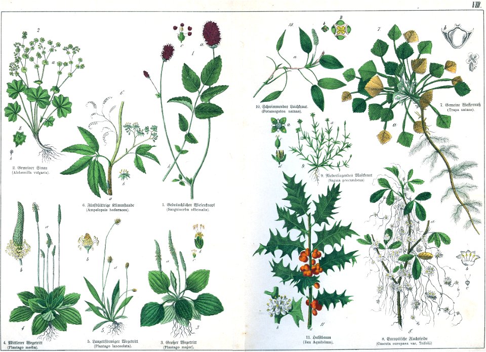 Naturgeschichte des Pflanzenreichs Tafel VIII