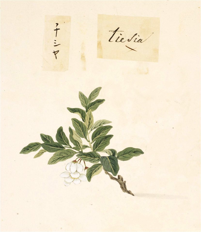 Naturalis Biodiversity Center - RMNH.ART.841 - Lactuca sativa L. - Kawahara Keiga - 1823 - 1829 - Siebold Collection - pencil drawing - water colour