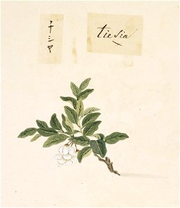 Naturalis Biodiversity Center - RMNH.ART.841 - Lactuca sativa L. - Kawahara Keiga - 1823 - 1829 - Siebold Collection - pencil drawing - water colour