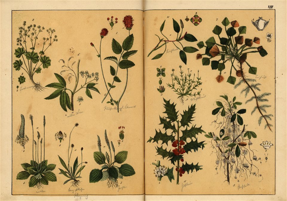 Naturgeschichte des Pflanzenreichs, Eßlingen 1870 - Tafel 008