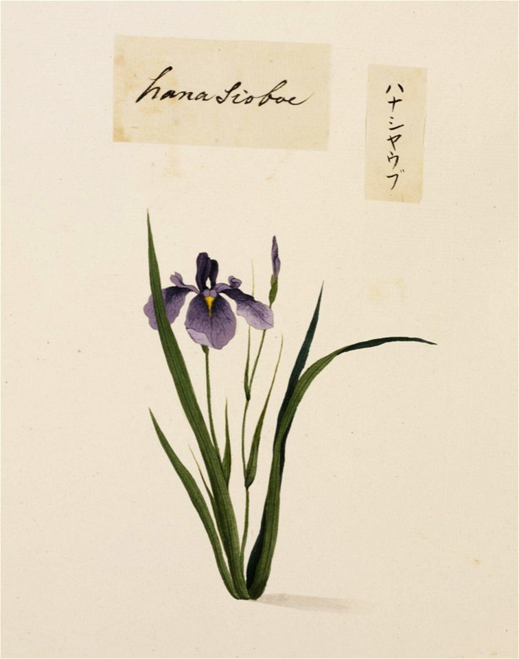 Naturalis Biodiversity Center - RMNH.ART.768 - Iris ensata Thunb. Var. ensata - Kawahara Keiga - 1823 - 1829 - Siebold Collection - pencil drawing - water colour