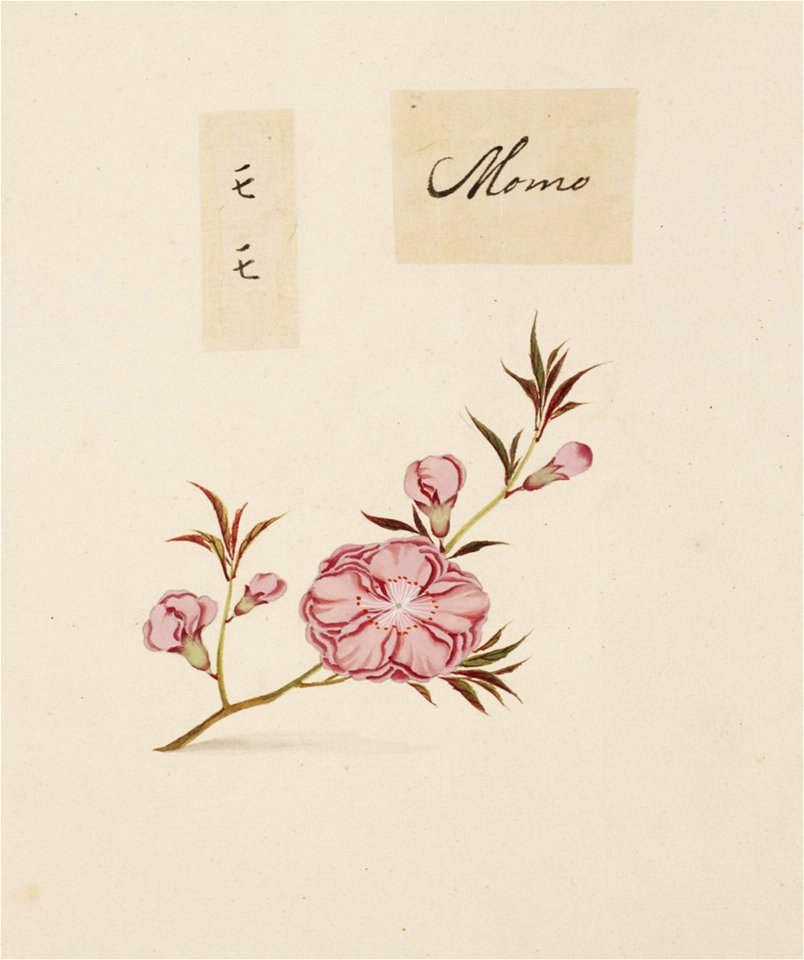 Naturalis Biodiversity Center - RMNH.ART.849 - Prunus persica - Kawahara Keiga - 1823 - 1829 - Siebold Collection - pencil drawing - water colour