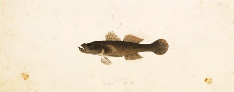 Naturalis Biodiversity Center - RMNH.ART.759 - Glossogobius olivaceus (Temminck and Schlegel) - Kawahara Keiga - 1823 - 1829 - Siebold Collection - pencil drawing - water colour