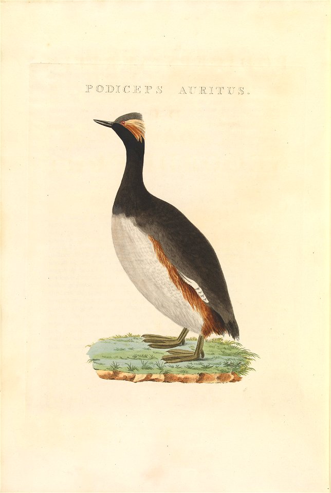 Nederlandsche vogelen (KB) - Podiceps nigricollis (488b)
