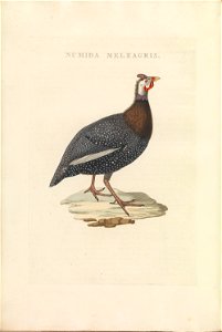 Nederlandsche vogelen (KB) - Numida meleagris (454b)