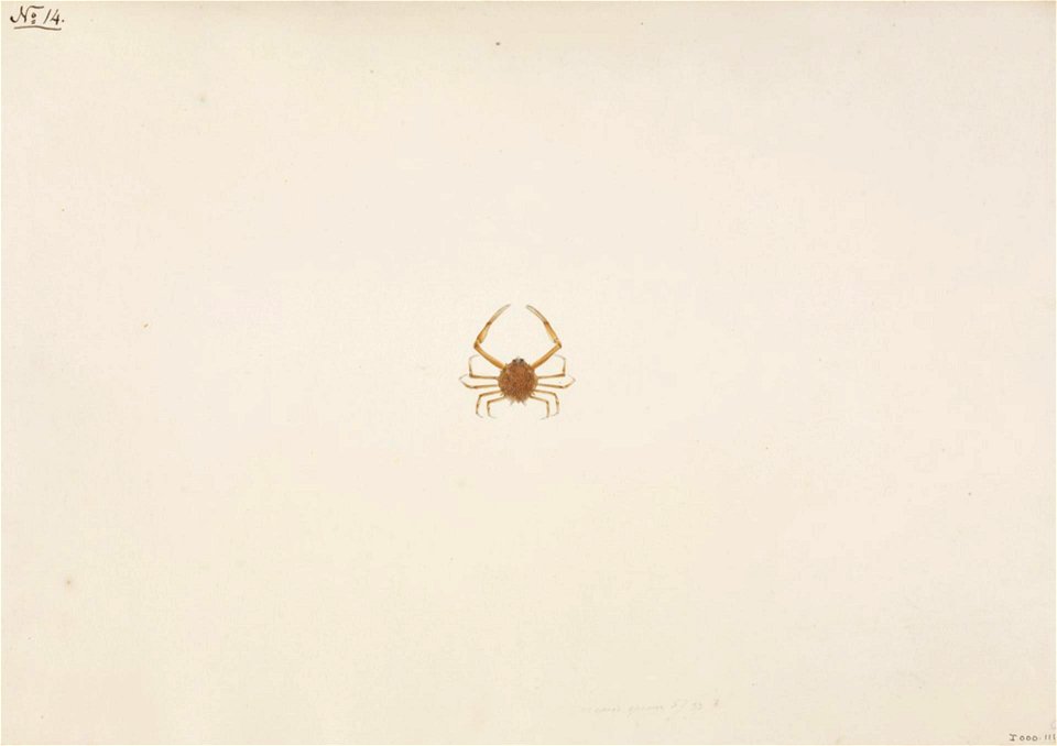 Naturalis Biodiversity Center - RMNH.ART.90 - Arcania undecimspinosa - Kawahara Keiga - 1823 - 1829 - Siebold Collection - pencil drawing - water colour