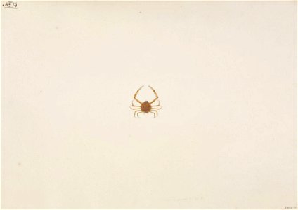 Naturalis Biodiversity Center - RMNH.ART.90 - Arcania undecimspinosa - Kawahara Keiga - 1823 - 1829 - Siebold Collection - pencil drawing - water colour