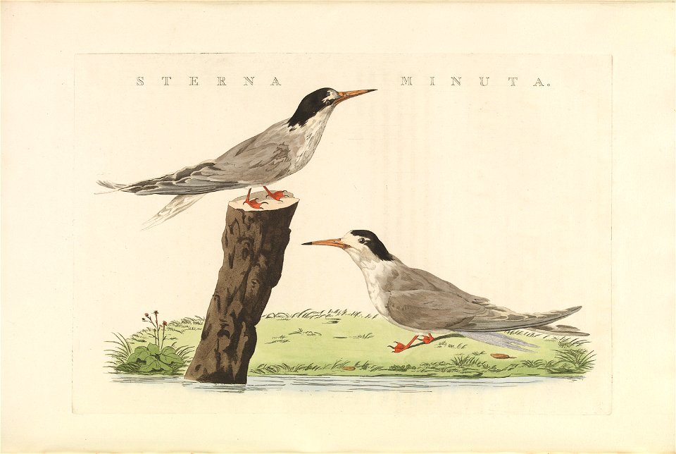 Nederlandsche vogelen (KB) - Sternula albifrons (466b)