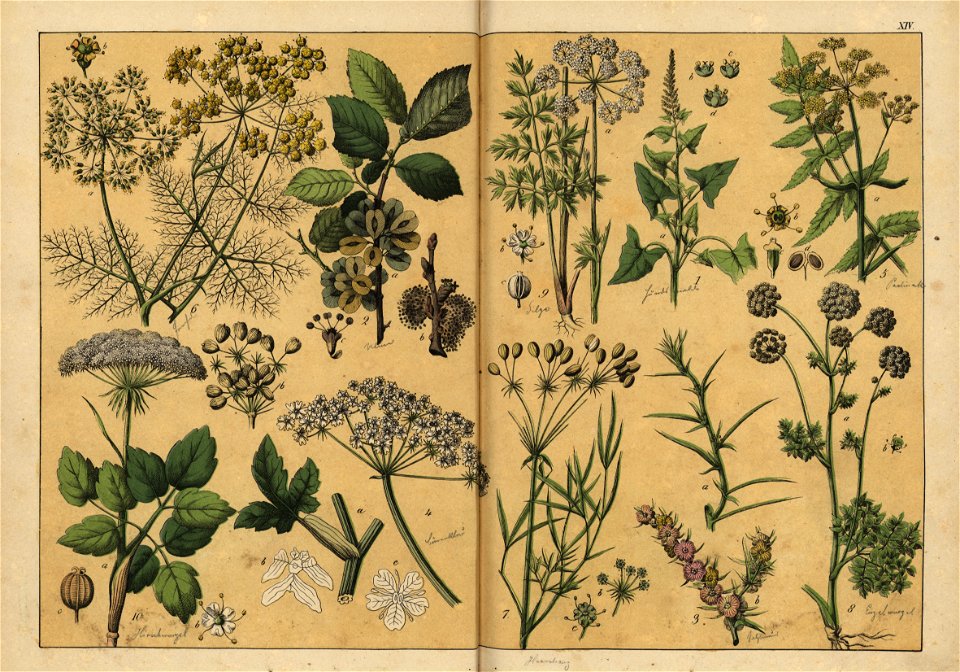 Naturgeschichte des Pflanzenreichs, Eßlingen 1870 - Tafel 014