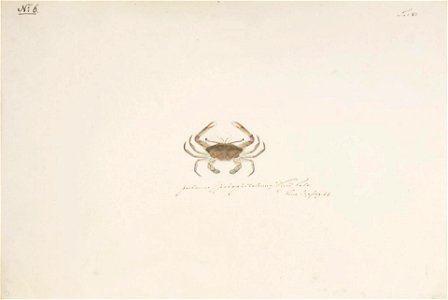 Naturalis Biodiversity Center - RMNH.ART.870 - Podophthalmus vigil - Kawahara Keiga - 1823 - 1829 - Siebold Collection - pencil drawing - water colour