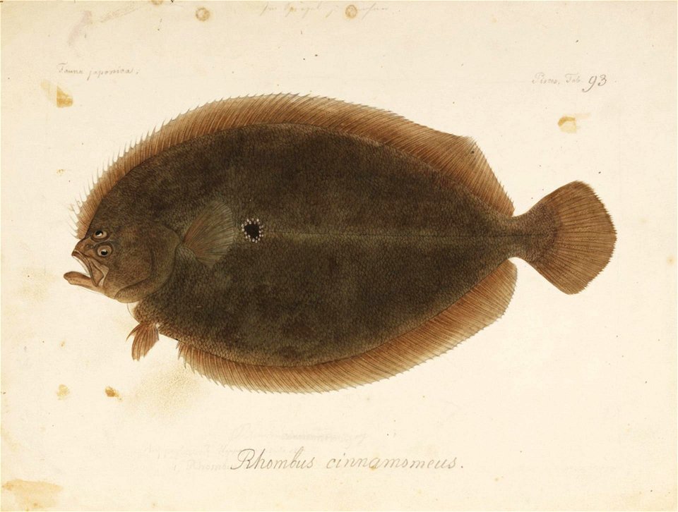 Naturalis Biodiversity Center - RMNH.ART.80 - Pseudorhombus cinnamomeus (Temminck and Schlegel) - Kawahara Keiga - 1823 - 1829 - Siebold Collection - pencil drawing - water colour