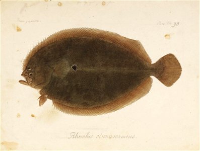 Naturalis Biodiversity Center - RMNH.ART.80 - Pseudorhombus cinnamomeus (Temminck and Schlegel) - Kawahara Keiga - 1823 - 1829 - Siebold Collection - pencil drawing - water colour
