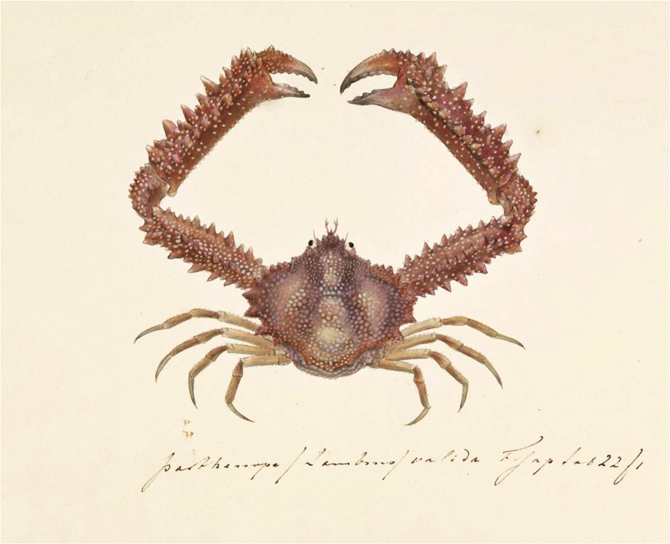 Naturalis Biodiversity Center - RMNH.ART.881 - Parthenope valida - Kawahara Keiga - 1823 - 1829 - Siebold Collection - pencil drawing - water colour