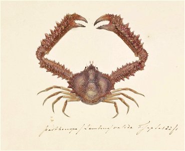 Naturalis Biodiversity Center - RMNH.ART.881 - Parthenope valida - Kawahara Keiga - 1823 - 1829 - Siebold Collection - pencil drawing - water colour