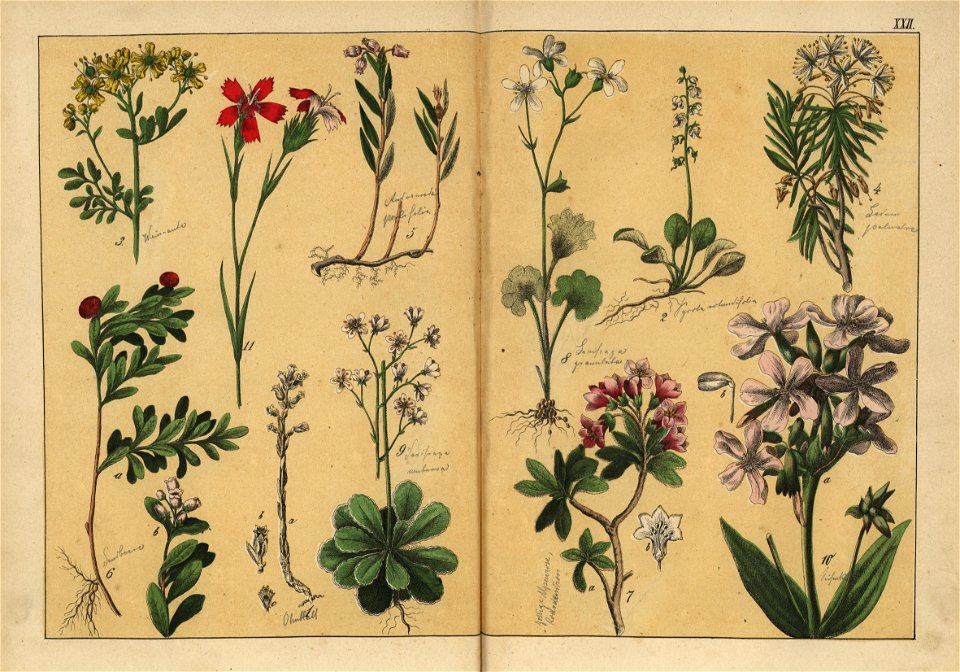 Naturgeschichte des Pflanzenreichs, Eßlingen 1870 - Tafel 022