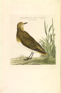 Nederlandsche vogelen (KB) - Pluvialis apricaria (voor251)