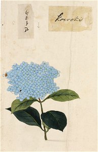 Naturalis Biodiversity Center - RMNH.ART.803 - Hydrangea - Kawahara Keiga - 1823 - 1829 - Siebold Collection - pencil drawing - water colour. Free illustration for personal and commercial use.