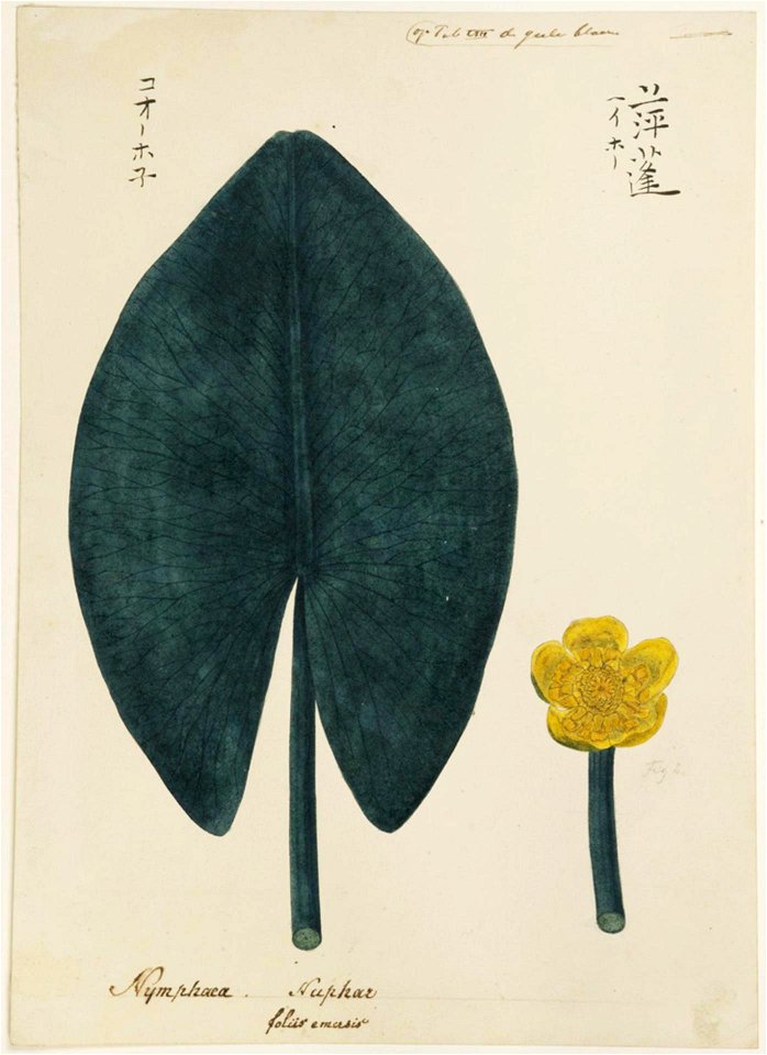 Naturalis Biodiversity Center - RMNH.ART.892 - Nuphar japonicum - Kawahara Keiga - 1823 - 1829 - Siebold Collection - pencil drawing - water colour