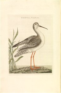 Nederlandsche vogelen (KB) - Tringa erythropus (267pl)