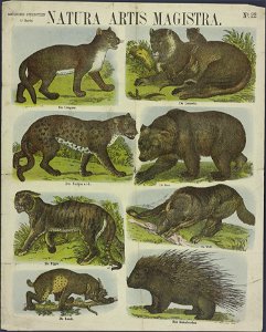Naturis artis magistra-Catchpenny print-Borms 0445