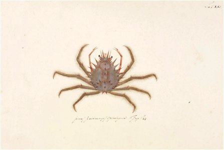 Naturalis Biodiversity Center - RMNH.ART.99 - Maja spinigera - Kawahara Keiga - 1823 - 1829 - Siebold Collection - pencil drawing - water colour