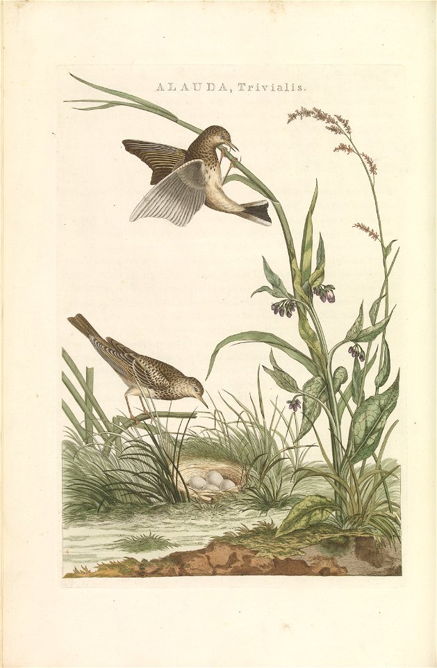 Nederlandsche vogelen (KB) - Anthus pratensis (209pl)