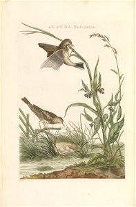 Nederlandsche vogelen (KB) - Anthus pratensis (209pl)