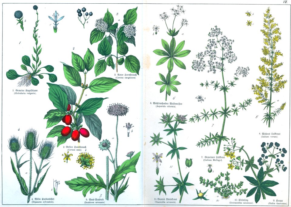 Naturgeschichte des Pflanzenreich Tafel VII
