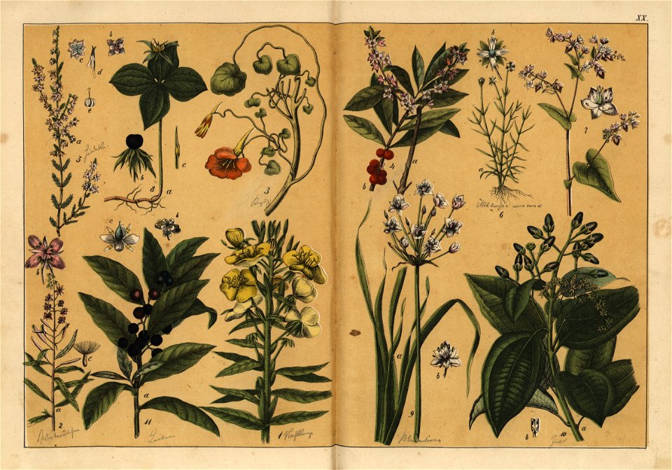 Naturgeschichte des Pflanzenreichs, Eßlingen 1870 - Tafel 020
