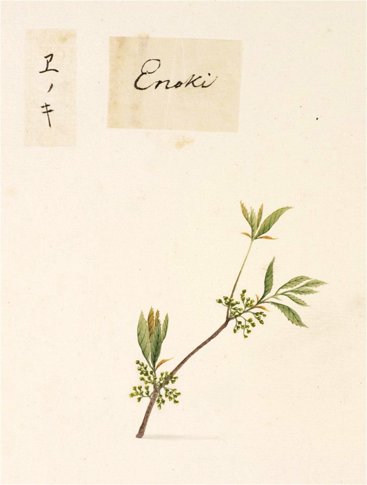 Naturalis Biodiversity Center - RMNH.ART.799 - Celtis sinensis (Japanese hackberry) - Kawahara Keiga - 1823 - 1829 - Siebold Collection - pencil drawing - water colour