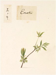 Naturalis Biodiversity Center - RMNH.ART.799 - Celtis sinensis (Japanese hackberry) - Kawahara Keiga - 1823 - 1829 - Siebold Collection - pencil drawing - water colour