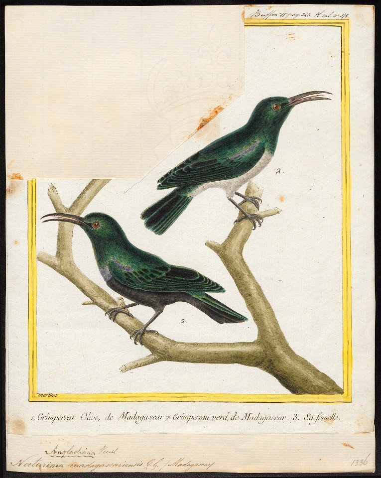 Nectarinia angladiana - 1700-1880 - Print - Iconographia Zoologica - Special Collections University of Amsterdam - UBA01 IZ19000119