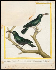 Nectarinia angladiana - 1700-1880 - Print - Iconographia Zoologica - Special Collections University of Amsterdam - UBA01 IZ19000119